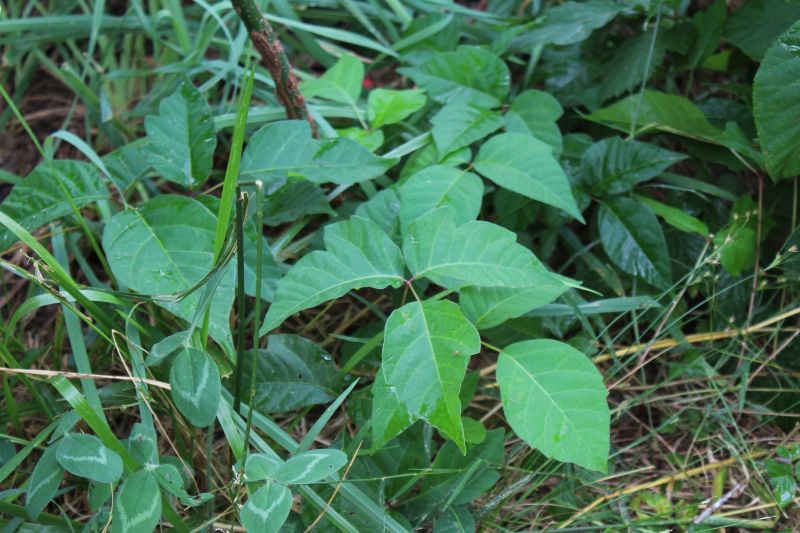 Poison Ivy Abatement Service