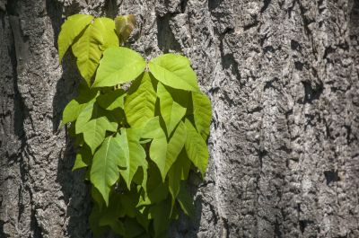 Poison Ivy Removal