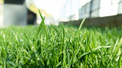 Lawn Fungus Treatment in Honolulu, HI