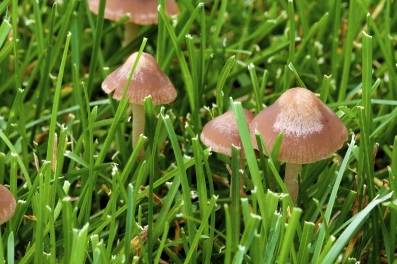 Lawn Moss Control in Ventura County, CA
