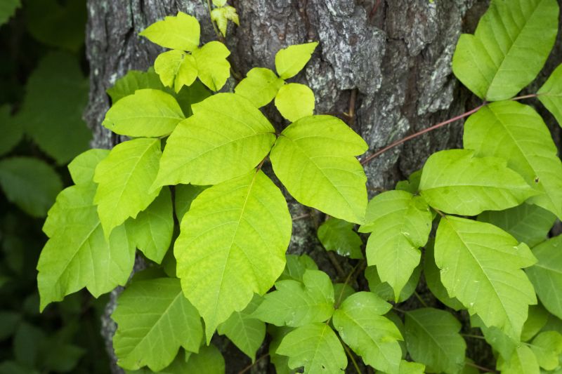 Poison Ivy Removal in Harford County, MD