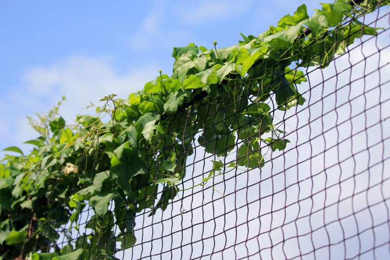 Poison Ivy on a Fence Line