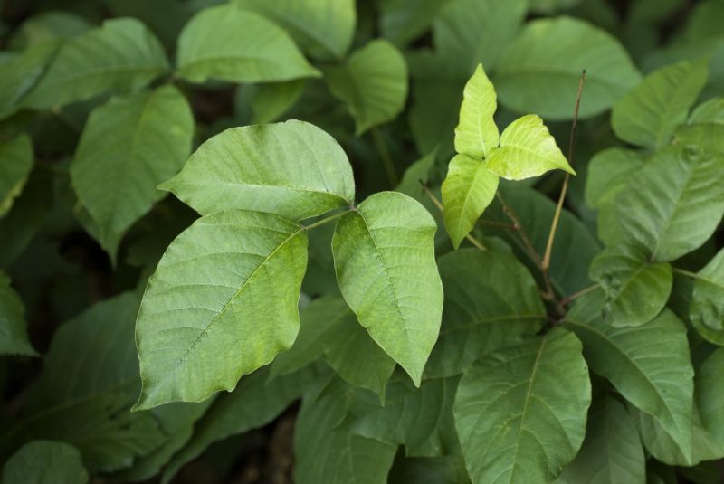 Identification of Poison Ivy