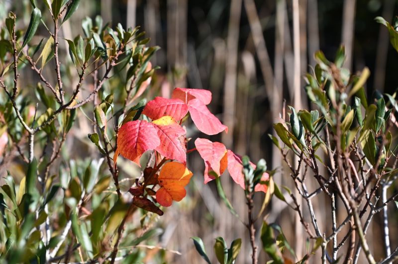 Poison Oak Removal in Bel Air, MD
