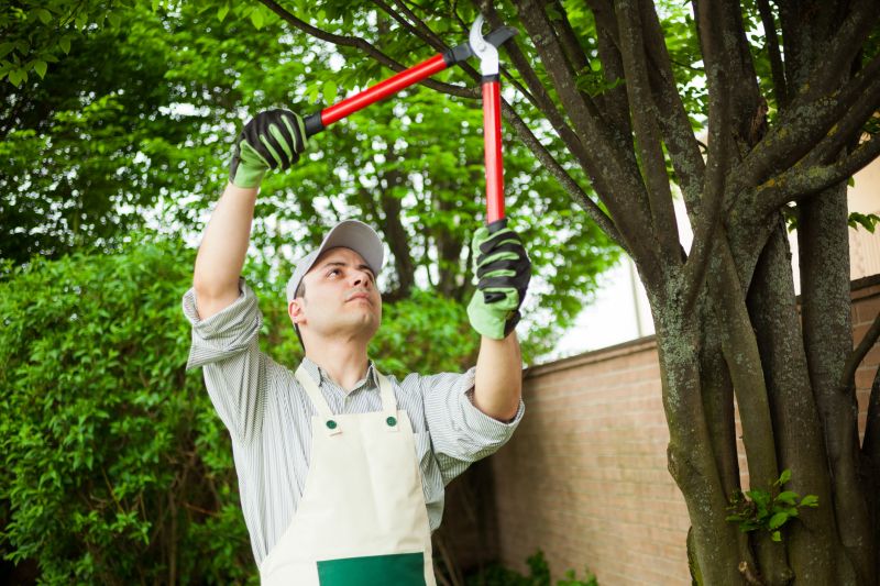 Arborists Specializing in Plant Removal