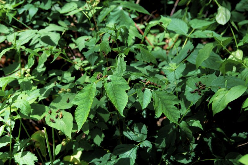 Philadelphia, PA